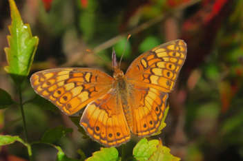 Variegated Fritillary